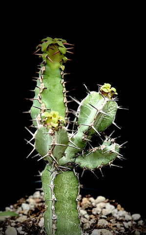 Euphorbia keithii 4” pots African Succulent Spurge