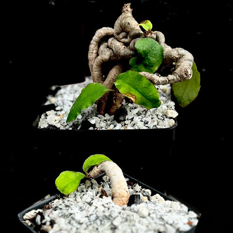 Euphorbia moratii 4” Dwarf Geophyte Caudex Plant Madagascar