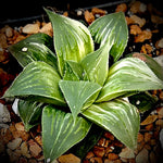 Haworthia magnifica Hybrid Variegated exact plant