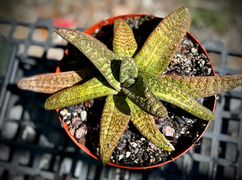 Gasteria batesiana Variegated Stock Specimen