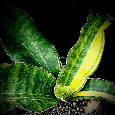 Sansevieria Black Rose Variegated 1 gallon