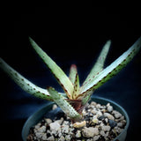 Aloe capitata ssp quartziticola 4" Madagascar Aloe Seed Grown
