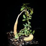 Cyphostemma elephantopus  Huge Caudex Seed Grown Great Succulent Bonsai