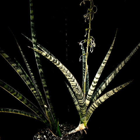 Sansevieria Crocodile large Specimen