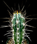 Stetsonia coryne, Toothpick Cactus, Large Grower 4"