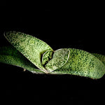 Gasteria hybrid 'Junpei' Specimens 6"