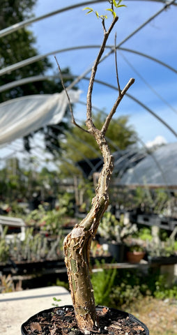 Commiphora aprevalii Specimen 2 | Myrrh Tree | Bonsai Tree