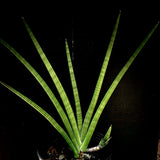 Sansevieria pearsonii Dracaena large specimen