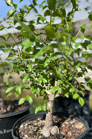 Kirkia acuminata | Exact Bonsai Specimen | South Africa Pachycaul Tree