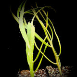 Euphorbia enterophora 5”  Leafless Spurge Madagascar Euphorbia