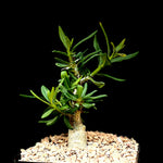 Pachypodium bispinosum Rare Madagascar Palm Caudex Species
