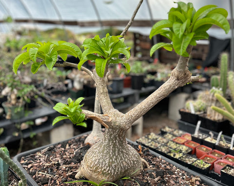 Pachypodium decaryi HUGE Specimen