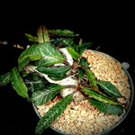 Euphorbia francoisii Specimen 15F Bonsai 4” pot