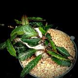 Euphorbia francoisii Specimen 15F Bonsai 4” pot
