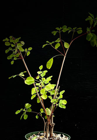 Euphorbia schlectendallii 1 gal