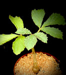 Cyphostemma hardyi 4"