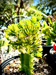 Euphorbia lacei f variegata CRESTED Grafted Specimen 2