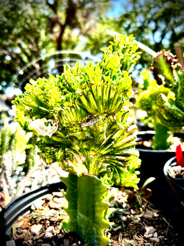 Euphorbia lacei f variegata CRESTED Grafted Specimen 2