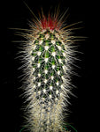 Echinocereus viridiflorus var. chloranthus 4” Nylon Hedgehog Cactus
