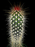 Echinocereus viridiflorus var. chloranthus 4” Nylon Hedgehog Cactus