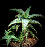 Aloe Stefan Uyehara Hybrid 180623 4"