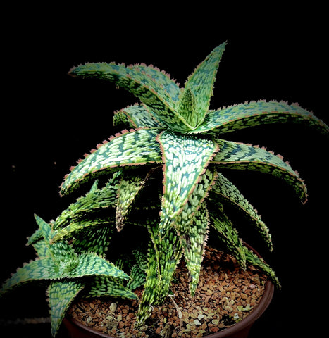 Aloe Stefan Uyehara Hybrid 180623