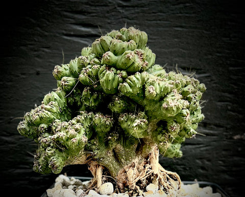 Cereus peruvianus super monstrose 4”