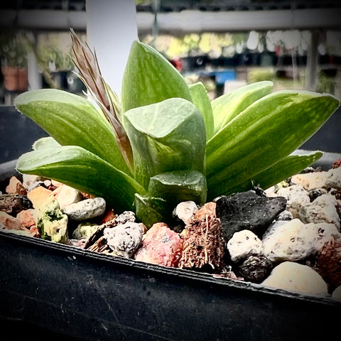 Haworthia mirabilis mundula 2" Variegated Succulent Plant