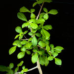 Commiphora mildbraedii 1 gallon Myrrha Tree Bonsai