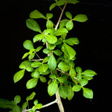 Commiphora mildbraedii 1 gallon Myrrha Tree