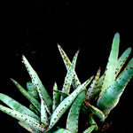 Aloe capitata Seedling Forest 4” pots Madagascar Aloe