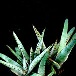Aloe capitata Seedling Forest 4” pots Madagascar Aloe