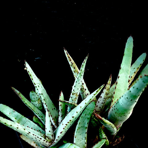 Aloe capitata Seedling Forest 4” pots Madagascar Aloe