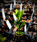 Coastal Plain Palafox | Palaphoxea integrifolia |  Florida Native Wildflower Pollinator Plant