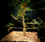 Operculicarya pachypus x decaryi 1 gallon/6" Bonsai Tree