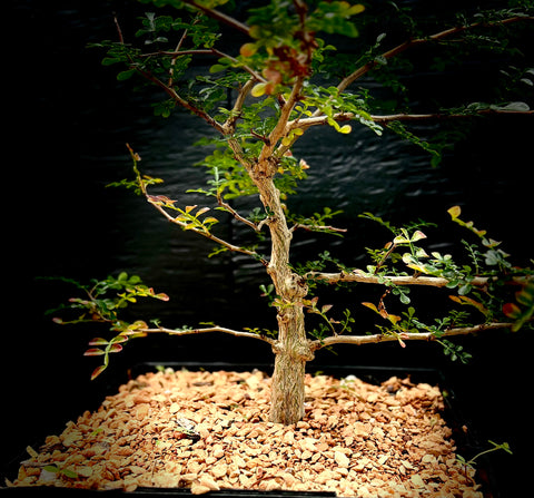 Operculicarya pachypus x decaryi Bonsai Tree 1 gallon/6"