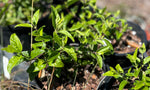 Florida Shrub Thoroughwort | Koanophyllon villosum | Florida Native Wildflower Pollinator Plant