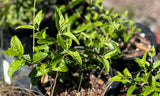 Florida Shrub Thoroughwort | Koanophyllon villosum | Florida Native Wildflower Pollinator Plant