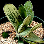 Gasteria cv Ivory x Green Ice Hybrid Rare Ox Tongue Plant
