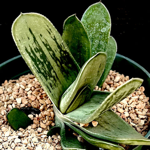 Gasteria cv Ivory x Green Ice Hybrid Rare Ox Tongue Plant