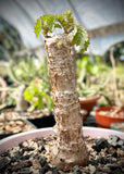Cyphostemma hardyi Specimen Size