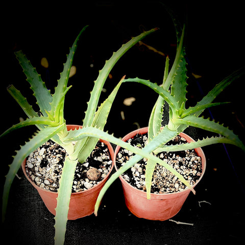 Aloe arborescens 5” pots