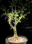 Fouquieria macdougalli Bonsai Specimen Ocotillo