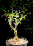 Fouquieria macdougalli Bonsai Specimen Ocotillo