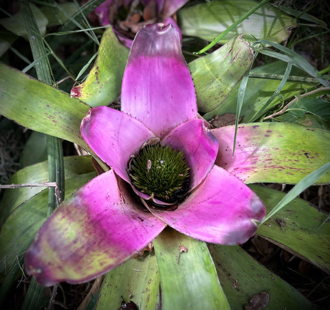 Neoregelia Hybrid | Purple Bromeliad