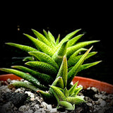 Haworthia Kotengu Nishiki ex Renny Wong Hybrid