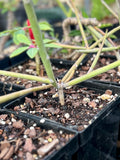 Euphorbia plagiantha SEED GROWN 5” Pot Size
