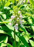 Florida Betony Stachys floridanus Edible Florida Native Groundcover!