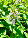 Florida Betony Stachys floridanus Edible Florida Native Groundcover!