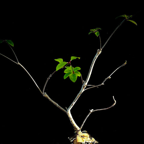 Euphorbia mahabobokensis Specimen Exact plant